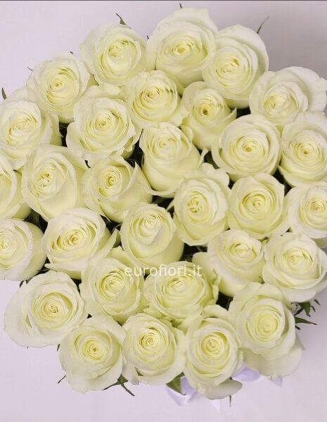 rose bianche da comporre in mazzo numero a scelta (minimo 3) rose bianche da comporre in mazzo numero a scelta (minimo 3)
