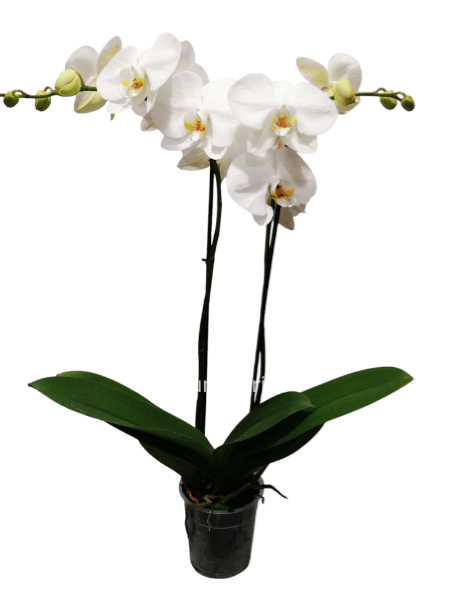 Pianta Orchidea bianca compreso vaso terracotta Pianta Orchidea bianca compreso vaso terracotta