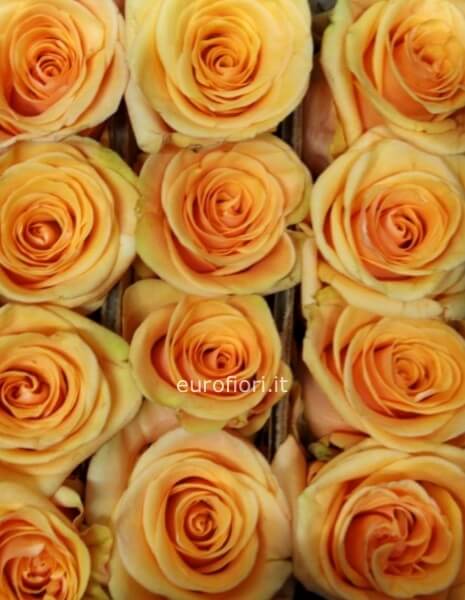 Rose colore arancio con numero scelto dal cliente  Rose colore arancio con numero scelto dal cliente